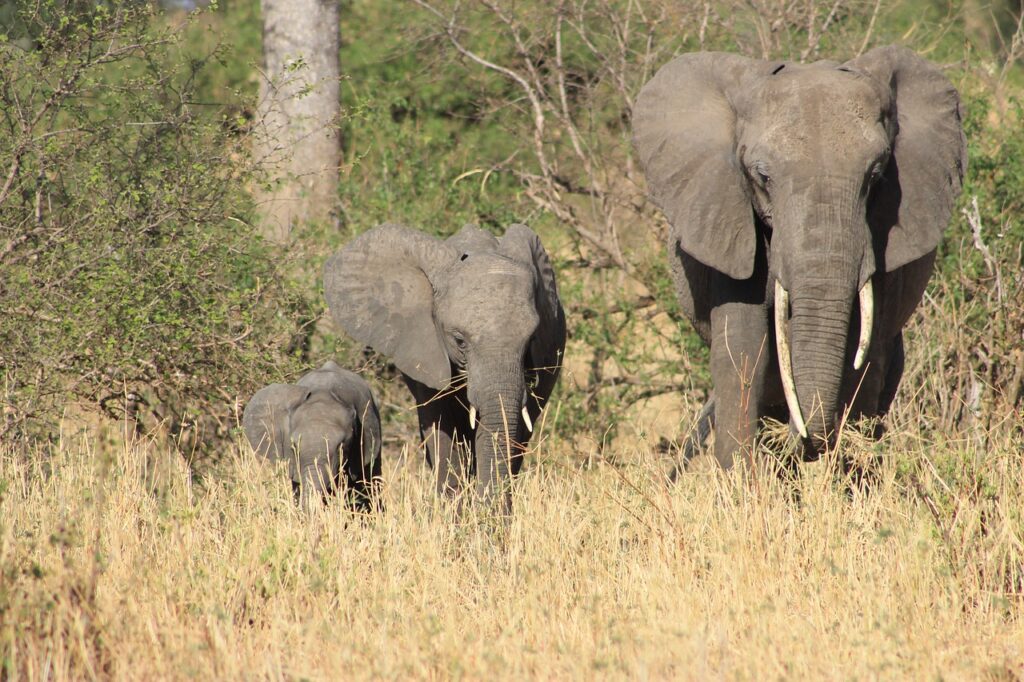 elephant, africa, safari