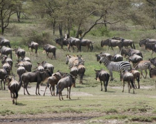 4-Days-safari-Ngorongoro-Serengeti-Manyara