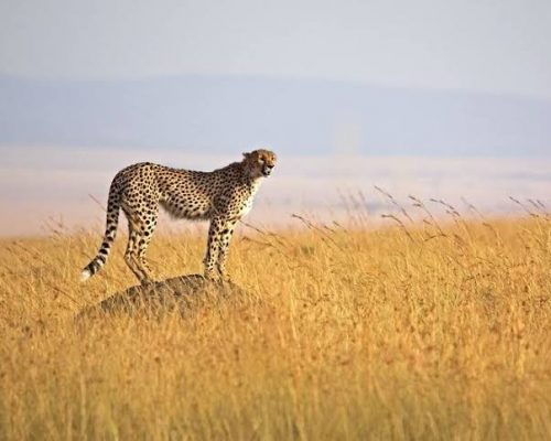 8-Day-Tanzania-Lodge-Safaris--to-Tarangire,-Serengeti,-Ngorongoro-and-Lake-Manyara_1593515383