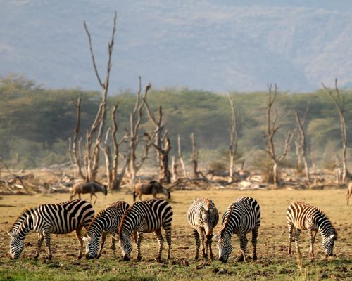 Lake_Manyara_Wildlife