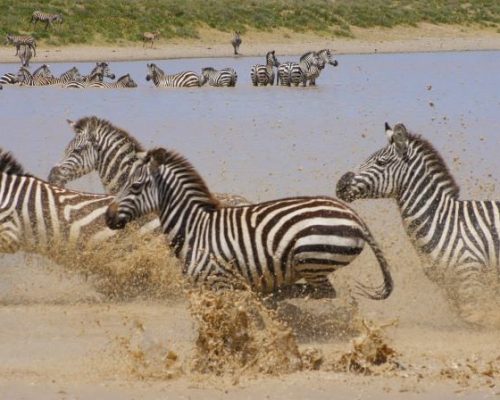 Zebras-in-Serngeri-National-Park