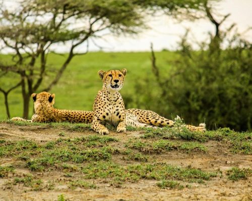 safari-through-the-national-parks-lake-manyara-serengeti-ngorongoro-01-1360x900